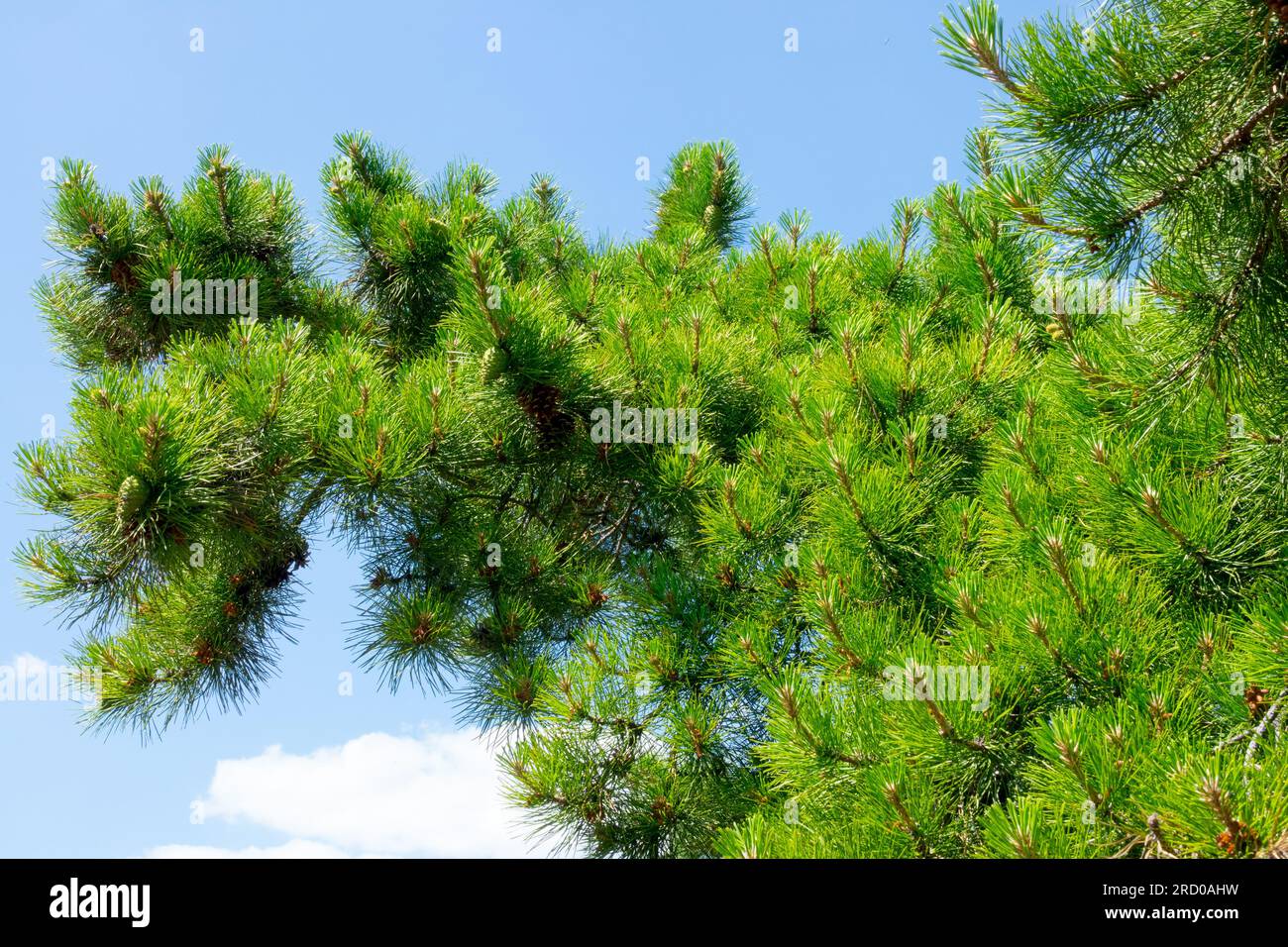 Pinus rigida, Tree, Pitch Pine, North American native, Pine Stock Photo