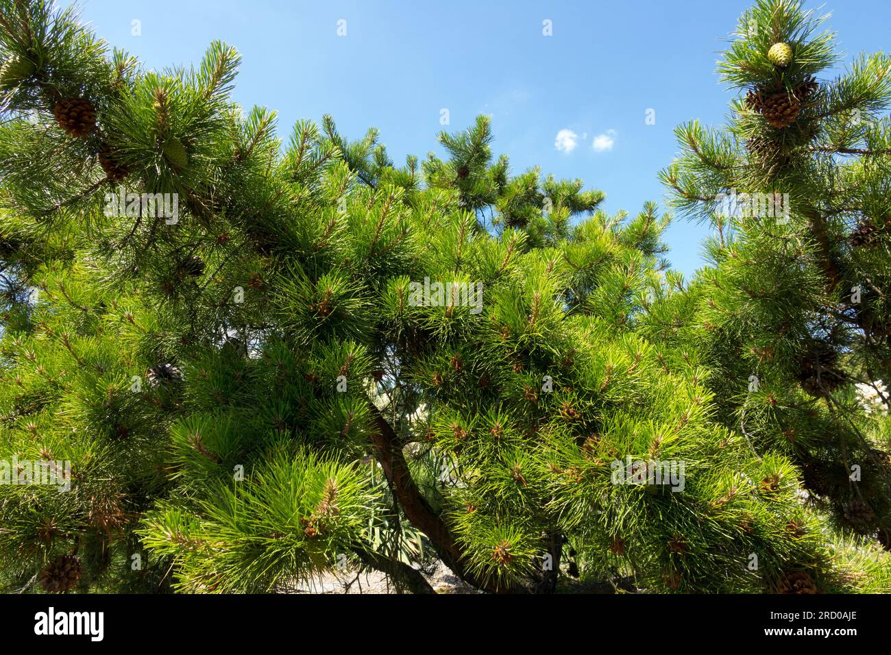 Tree, Pitch Pine, Pinus rigida, Foliage, Branches Stock Photo