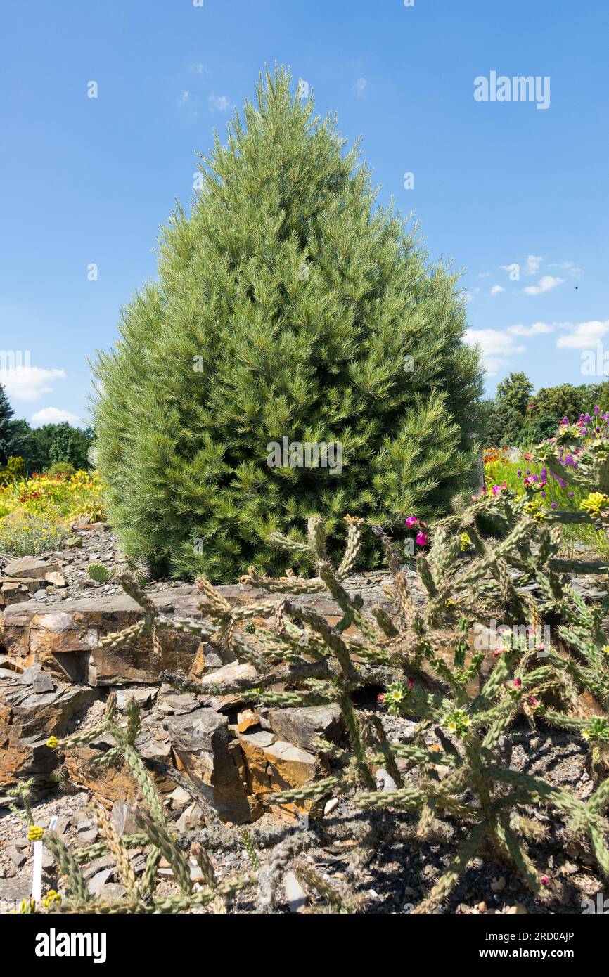 Single-Leaf Pinon, Pinus monophylla, Tree Stock Photo