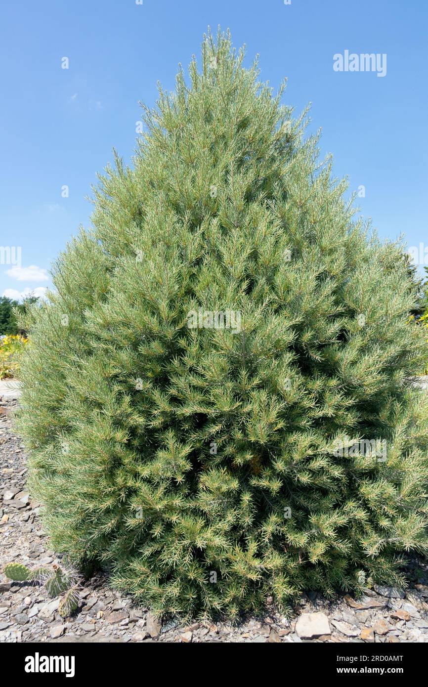 Singleleaf Pinyon Pine Tree Pinus monophylla Stock Photo