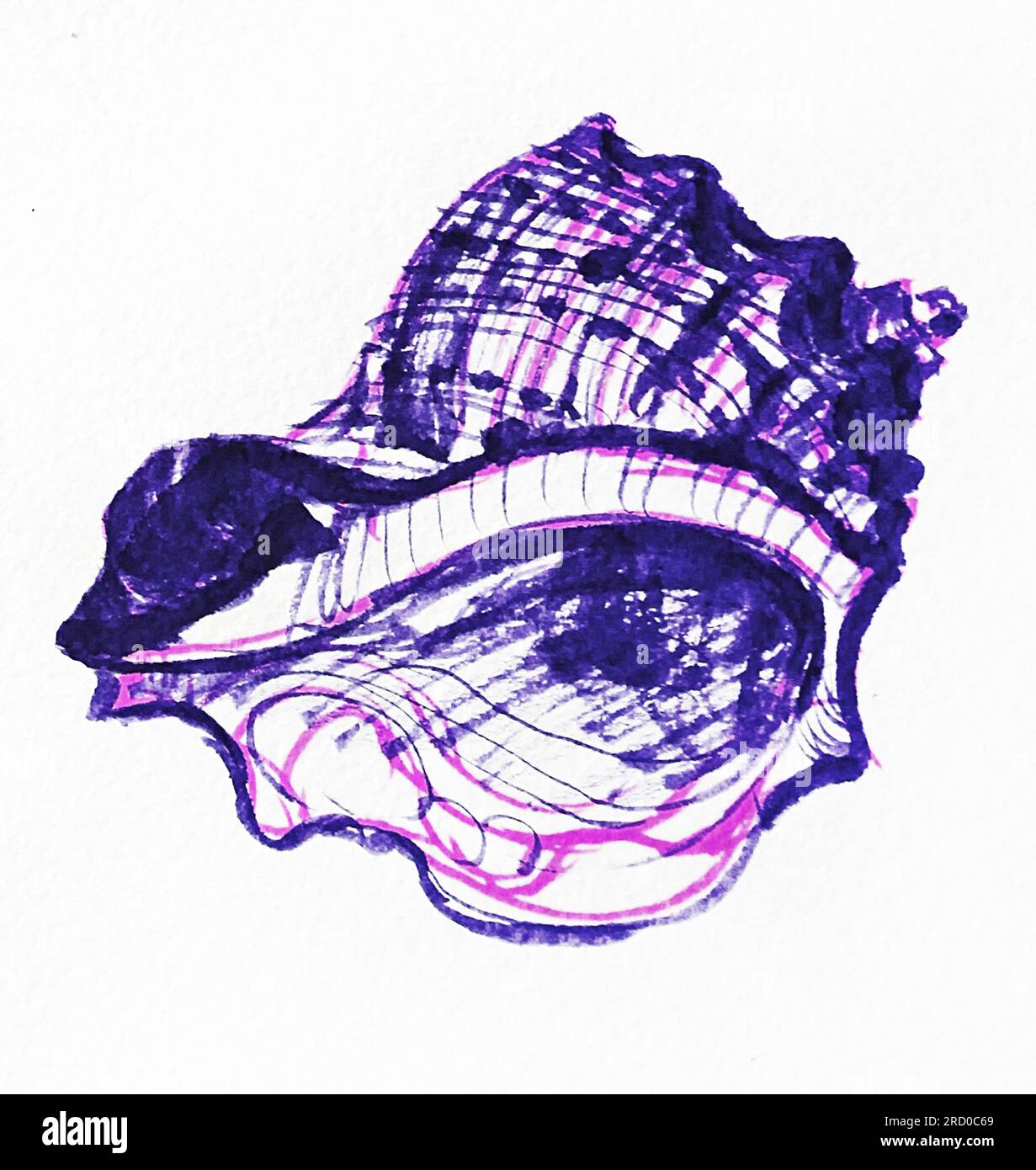 Rapana mollusk shell inside purple color, watercolor sketch ...