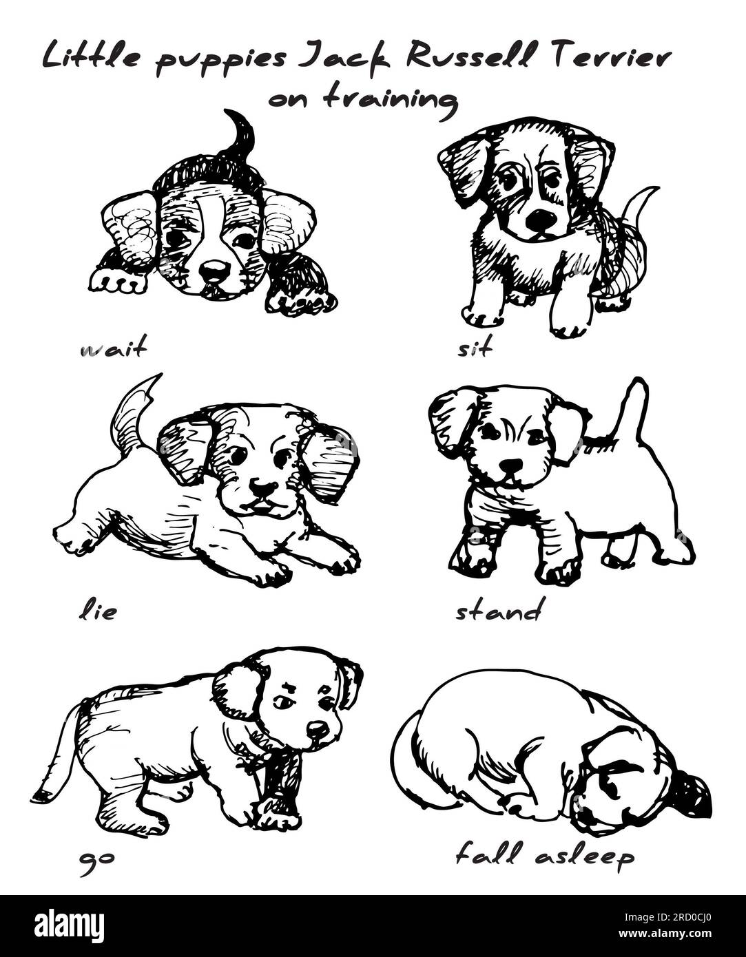 little puppies jack russell terrier on training, vector, illustration, isolate, Stock Photo