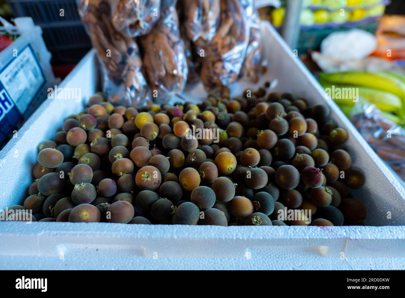 Close Up of a Bunch of Ripe Ketembilla (Dovyalis hebecarpa) Sour Purple Fruit Also Called Ceylon Gooseberry Native to Sri Lanka and India on a Stall i Stock Photo