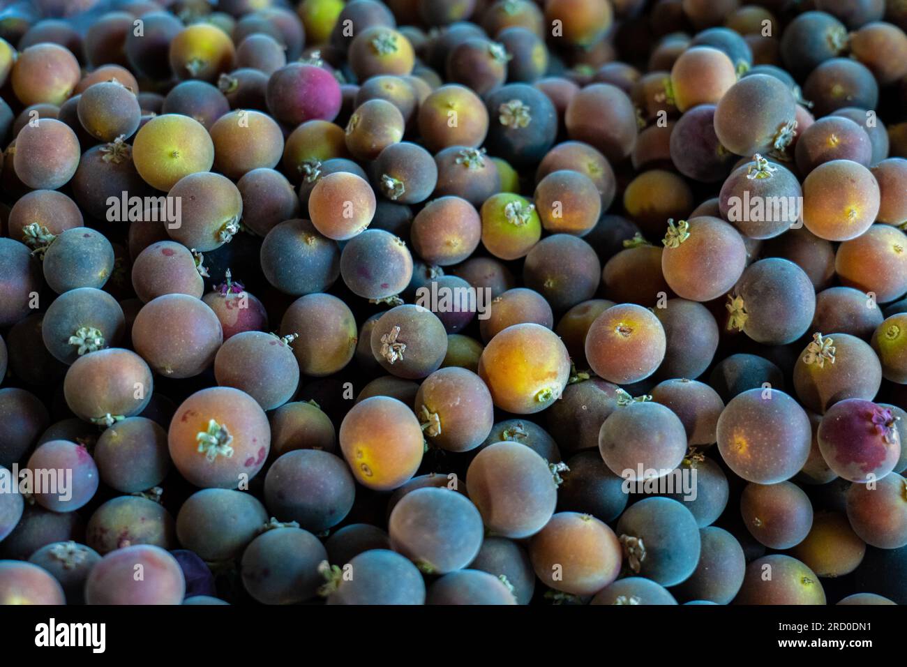 Bunch of Ripe Ketembilla (Dovyalis hebecarpa) Sour Purple Fruit Also Called Ceylon Gooseberry Native to Sri Lanka and India on a Stall in Market 'Mayo Stock Photo
