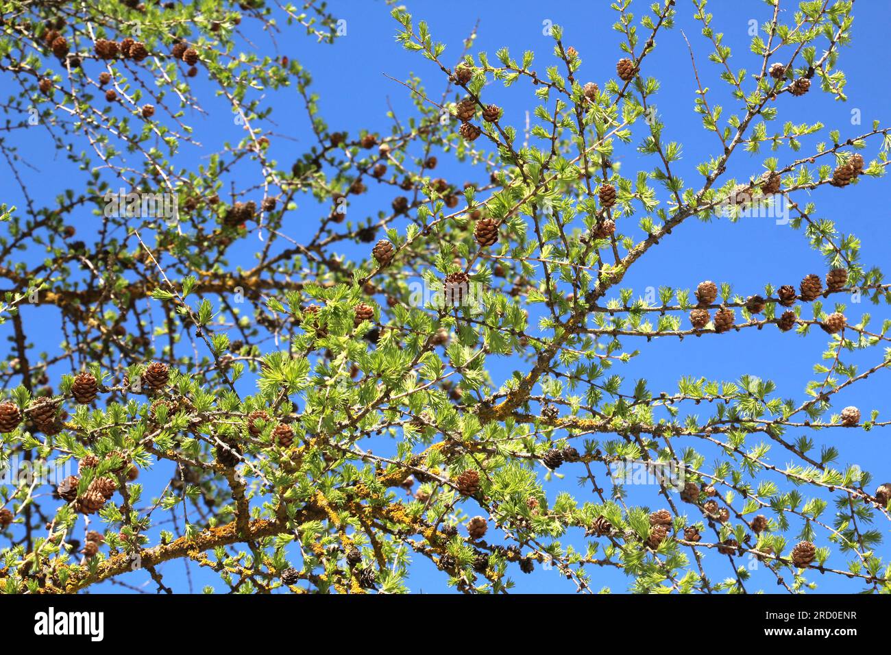 Young spring branches of European larch (Larix decidua) Stock Photo