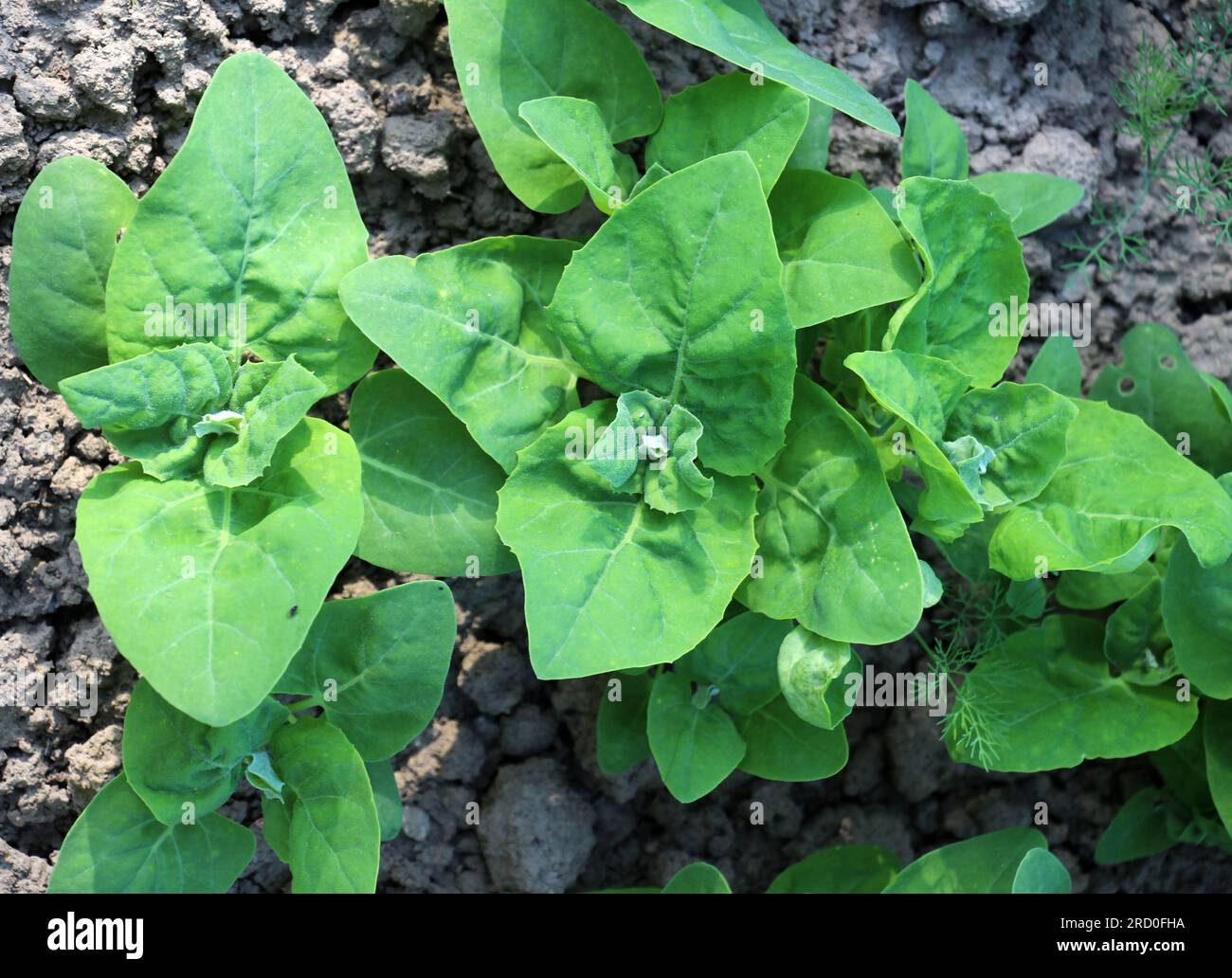 In the spring, the edible plant garden orach (Atriplex hortensis) grows in open ground Stock Photo