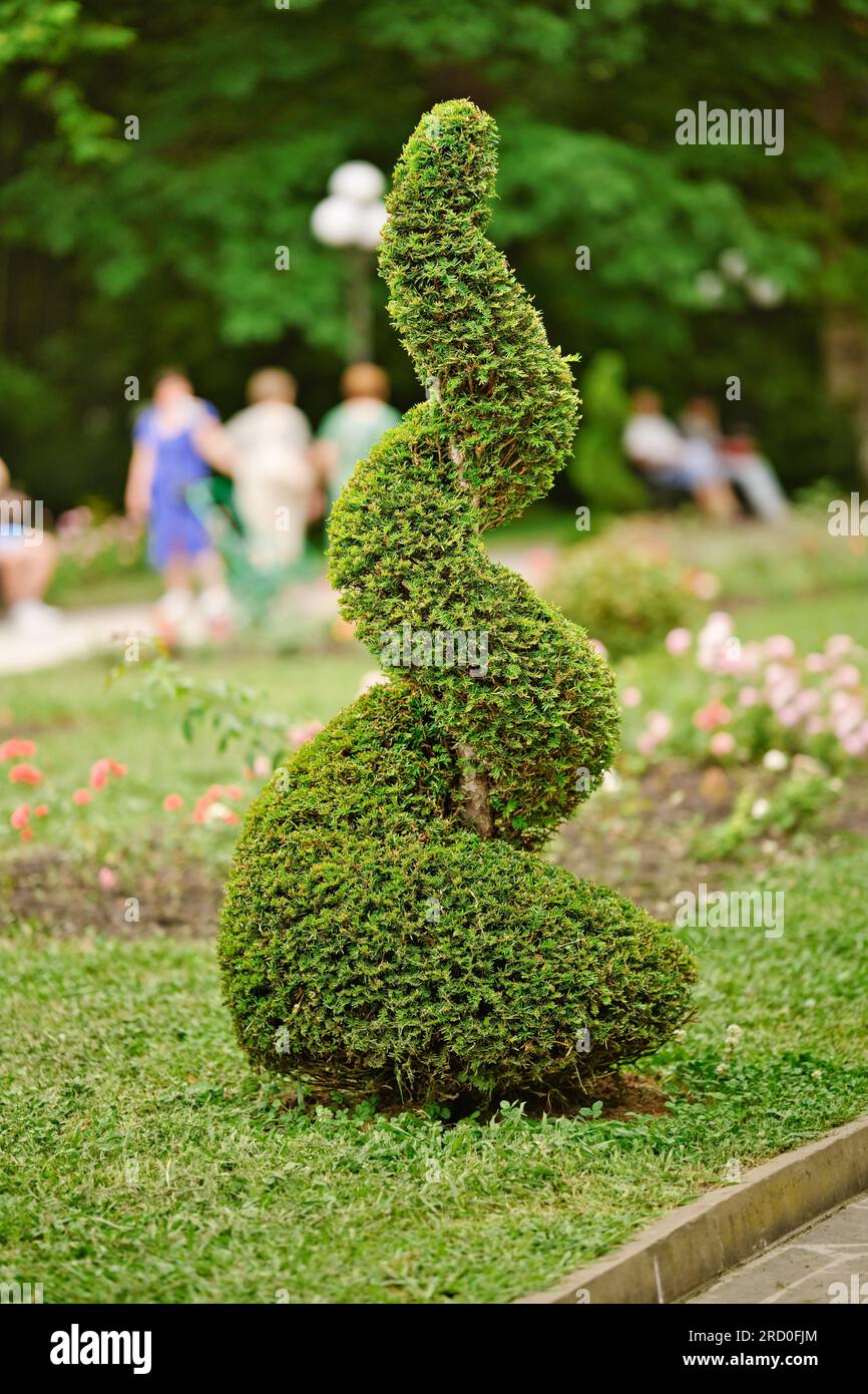 Spiral shape cutted thuja tree in the garden. The use of evergreen plants in landscape design