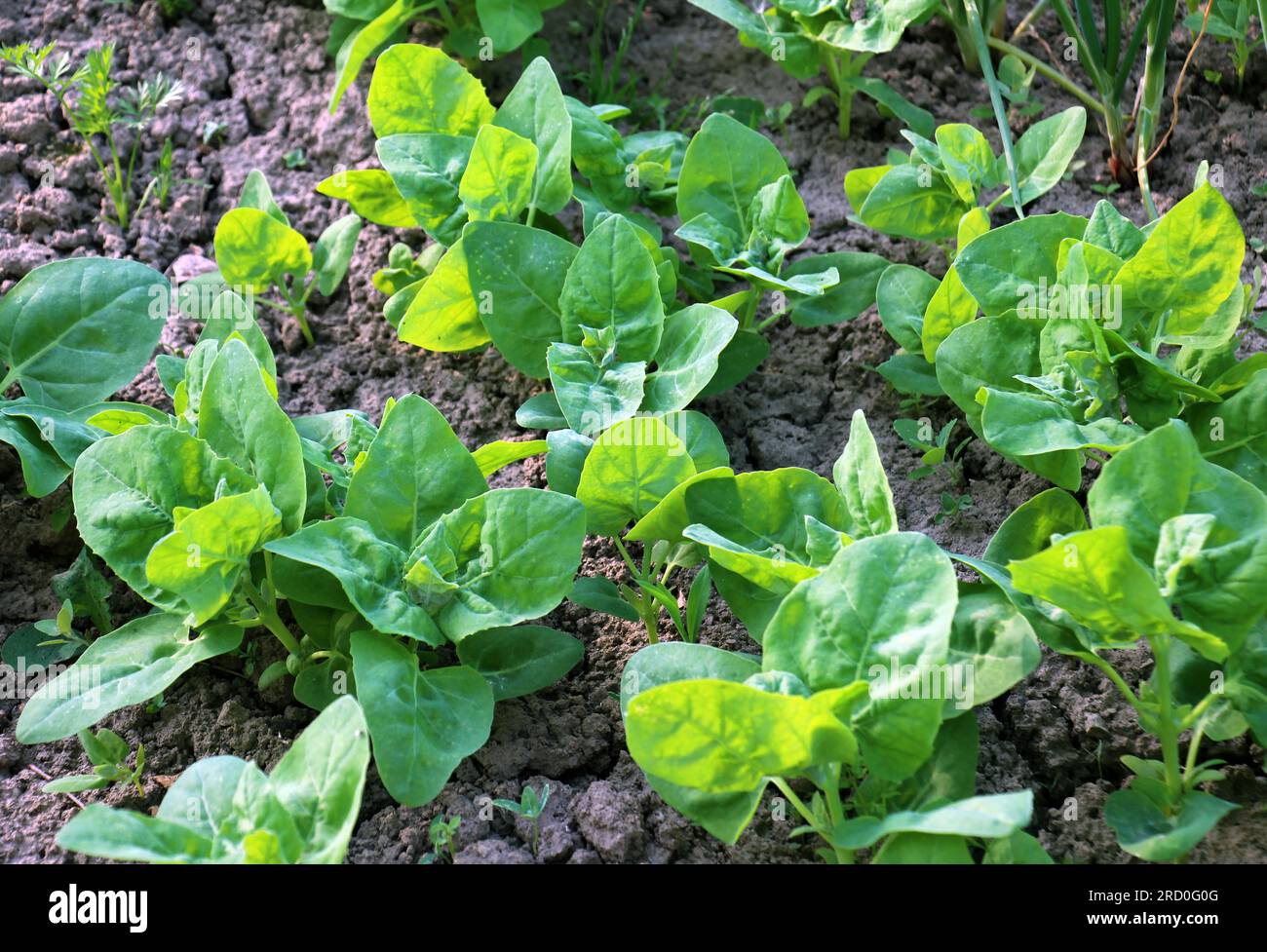 In the spring, the edible plant garden orach (Atriplex hortensis) grows in open ground Stock Photo