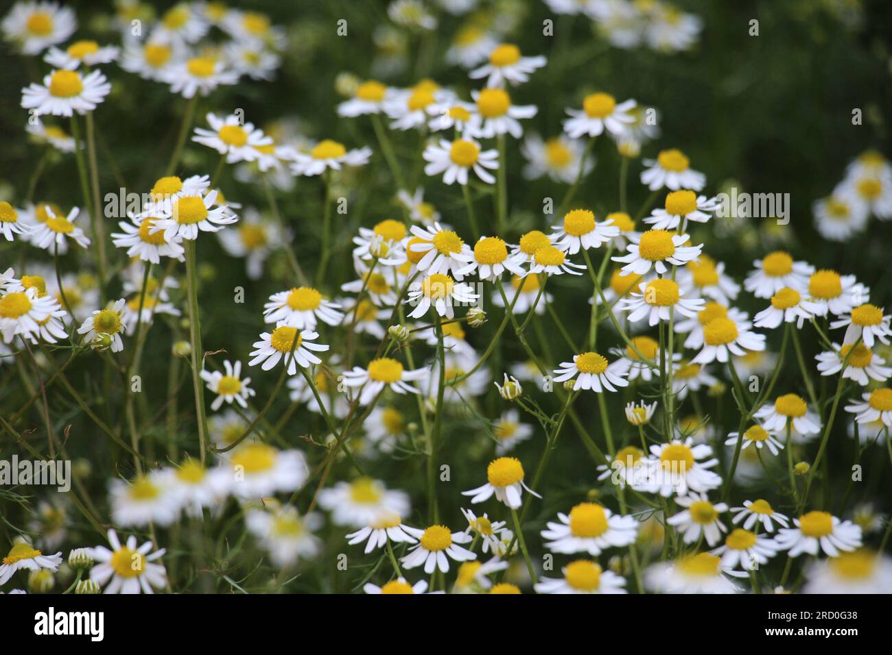 Field chamomile (Matricaria) grows in the wild Stock Photo