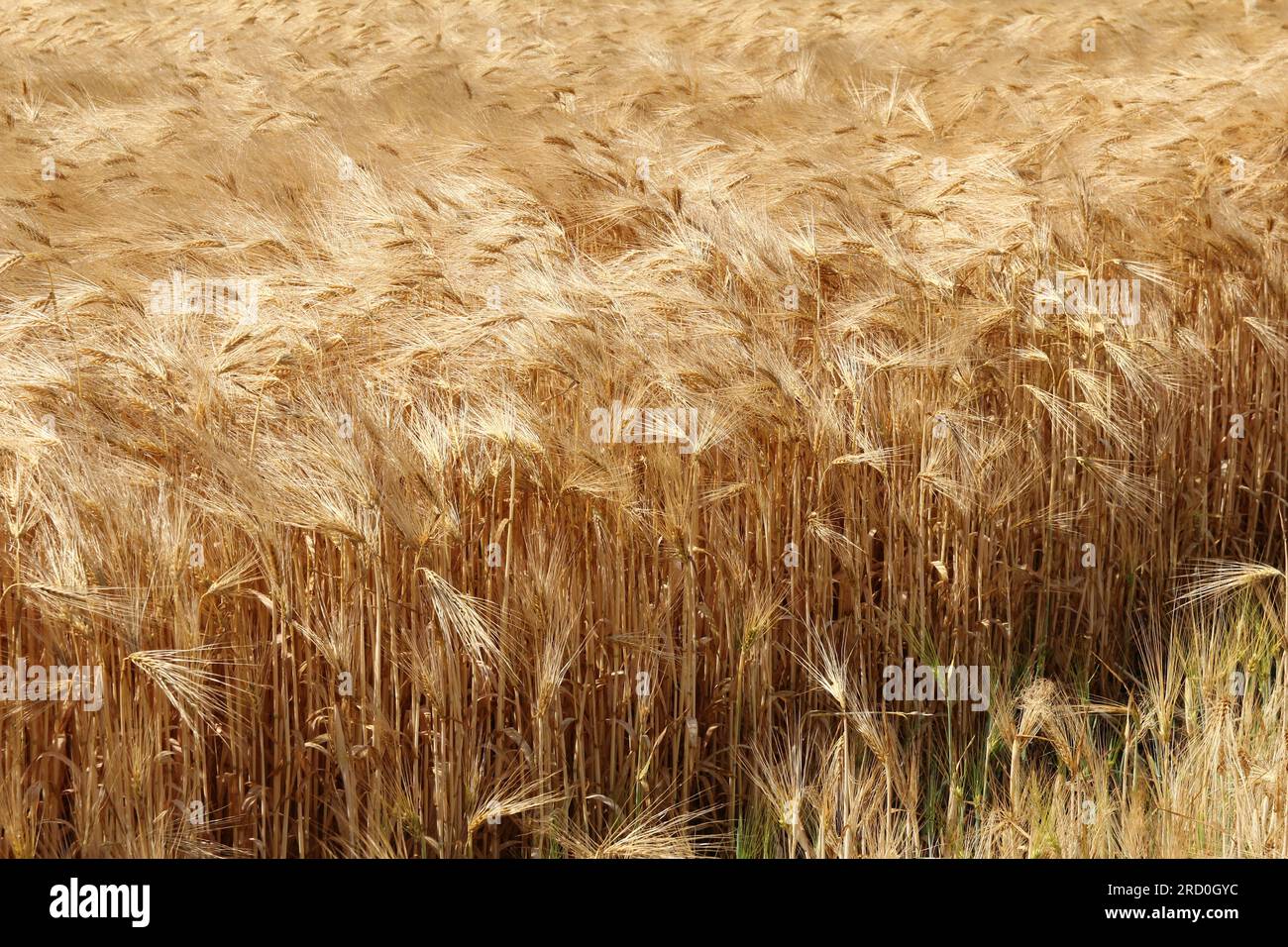 Barley plants hi-res stock photography and images - Alamy