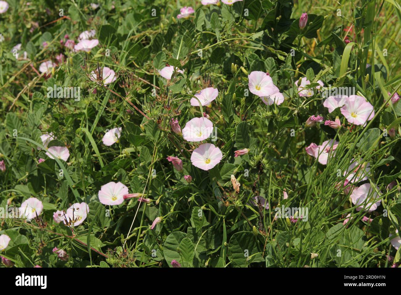 Closeup field bindweed convolvulus hi-res stock photography and images ...