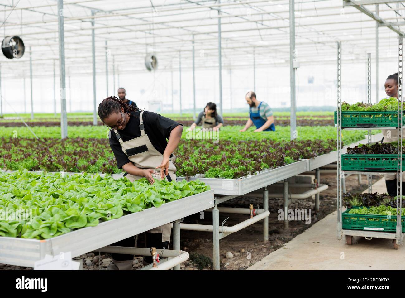 Busy group of farm workers growing organic fresh healthy bio vegetables in  local agricultural greenhouse. Eco friendly regenerative horticulture using  pesticide free soil fertilizer Stock Photo - Alamy