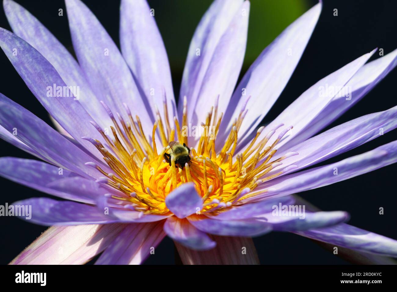 Water lily with bee in center hi-res stock photography and images - Alamy