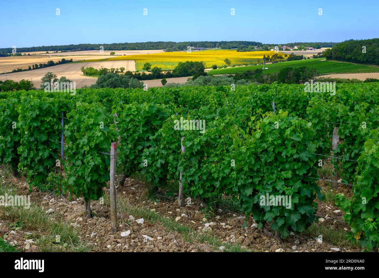 Vineyards of PouillyFume appellation, making of dry white wine