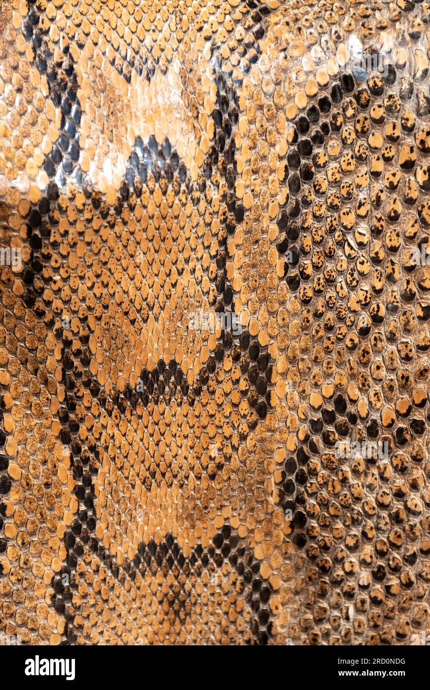 Real genuine python snake skin background, exotic animals confiscated ...