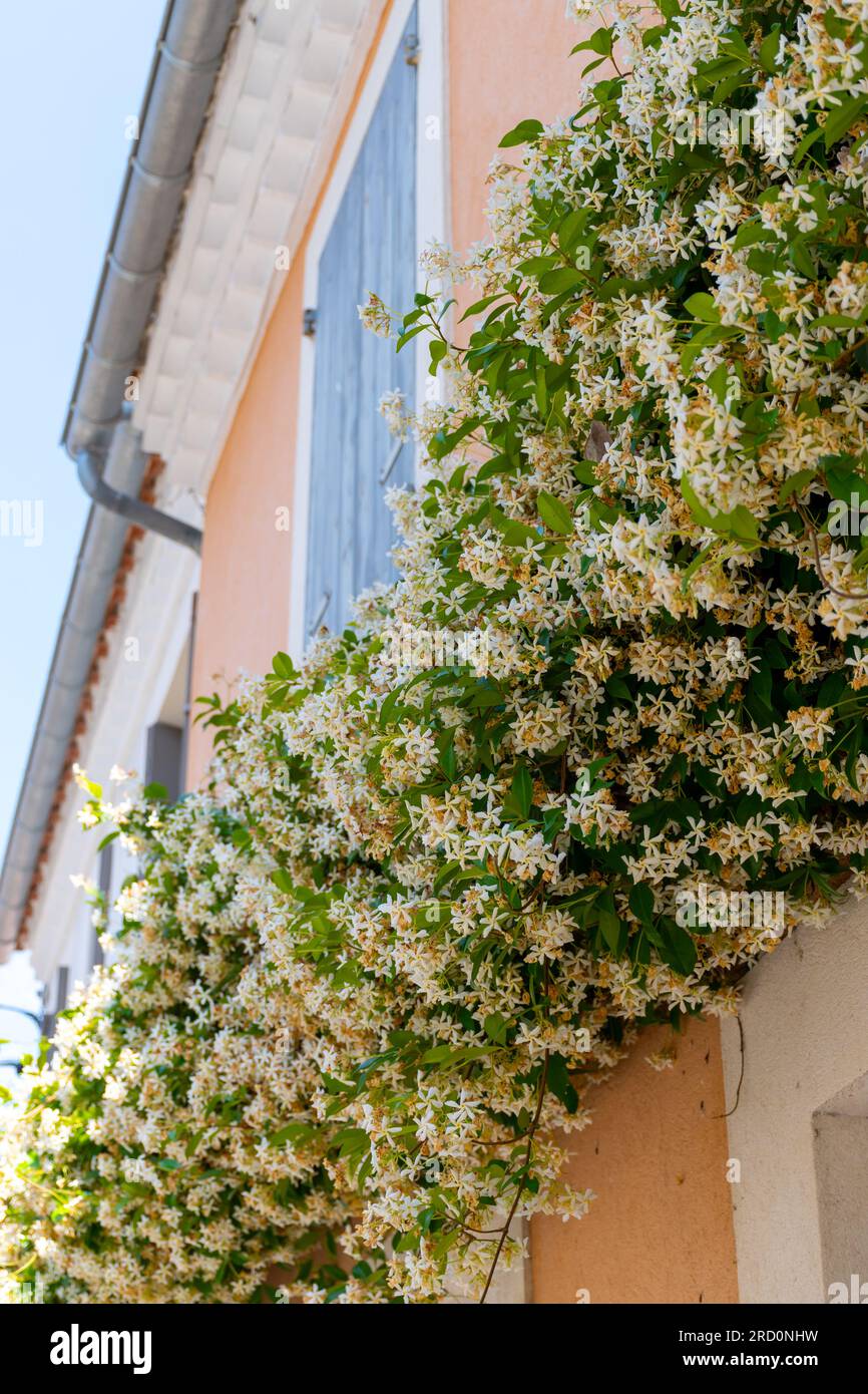 Botanical collection of medicinal and climbing plants, Jasminum officinale,  jasmine plant in blossom, Provence, France. White flowers background Stock  Photo - Alamy