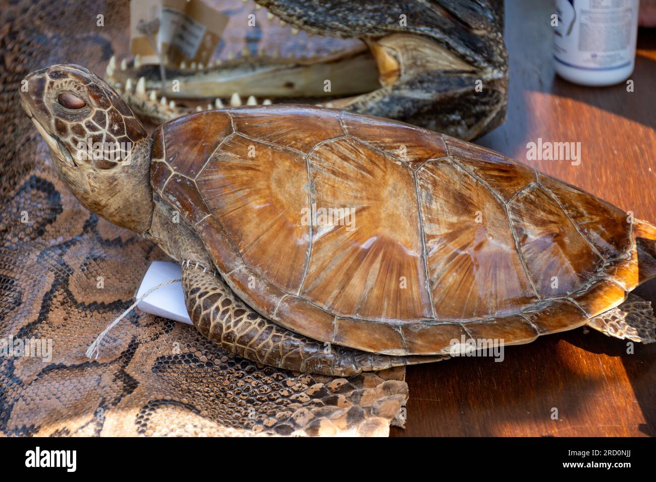 Snake skin, python, turtle, crocodile, exotic animals confiscated by ...