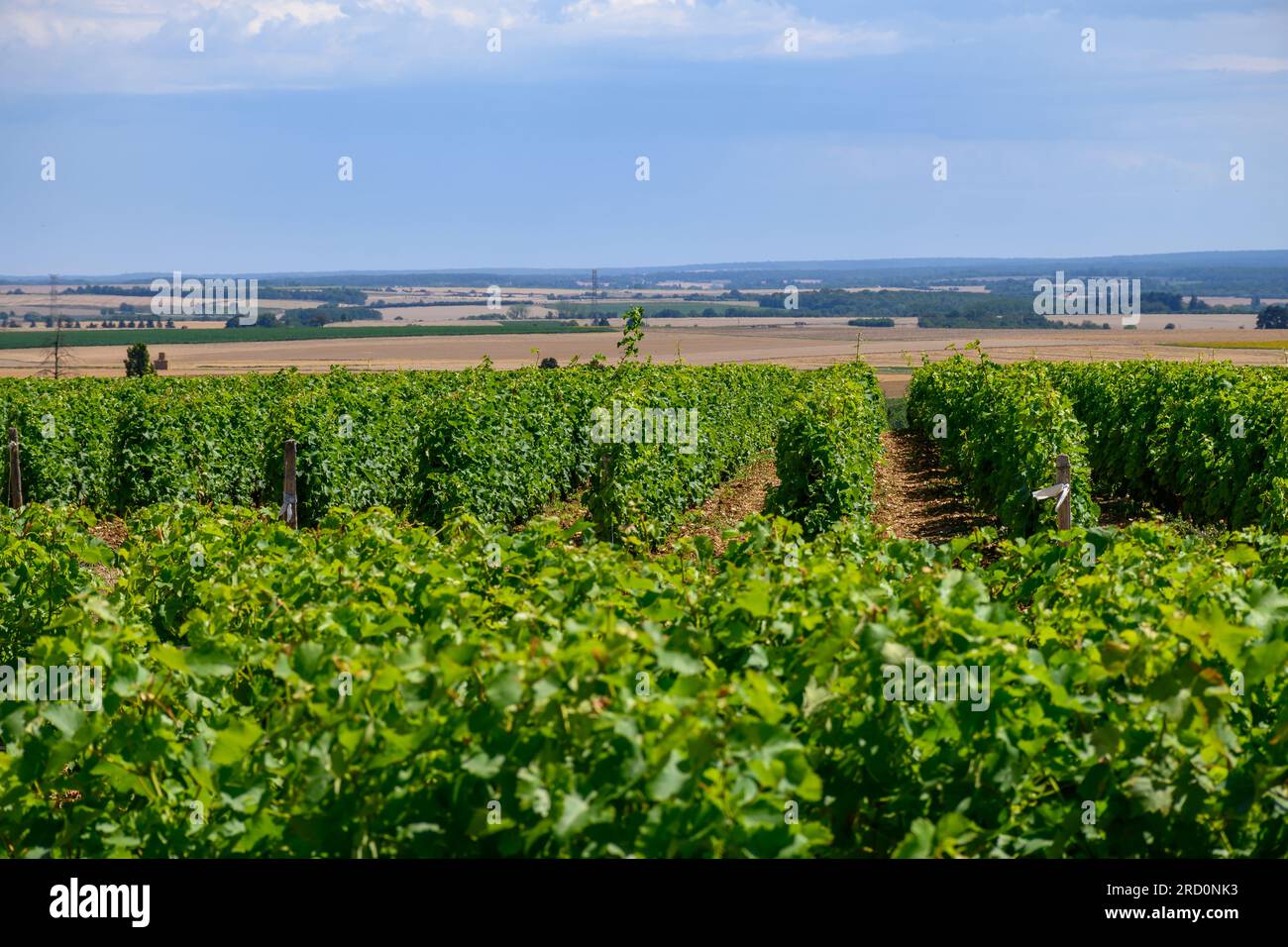 Vineyards of Pouilly-Fume appellation, making of dry white wine from sauvignon blanc grapes growing on different types of soils, France Stock Photo