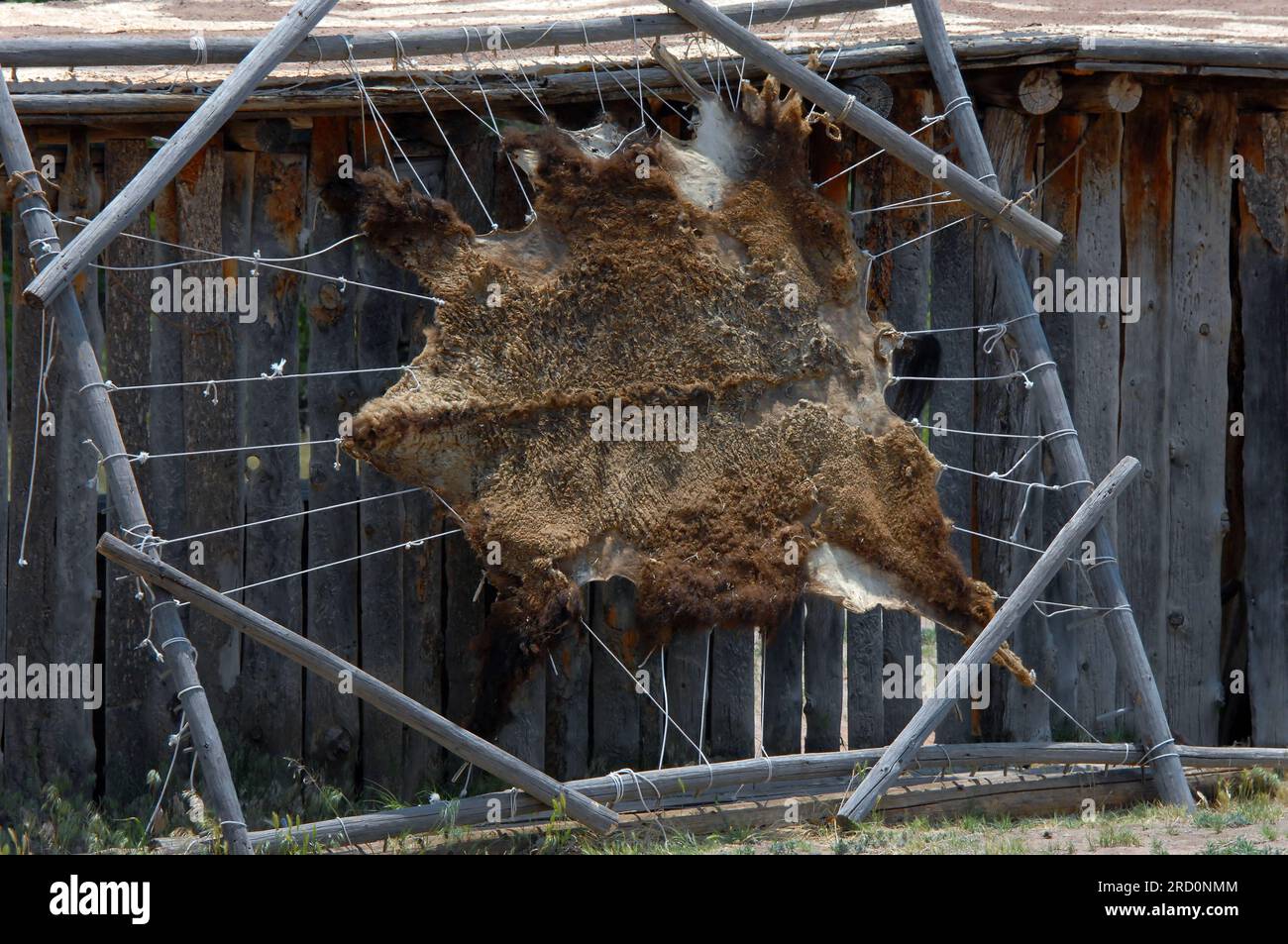 Bear Hide is stretched on a wooden frame outside of a cabin in New Mexico.  Fur hide faces the outside, ropes and wooden frame stretch it. Stock Photo