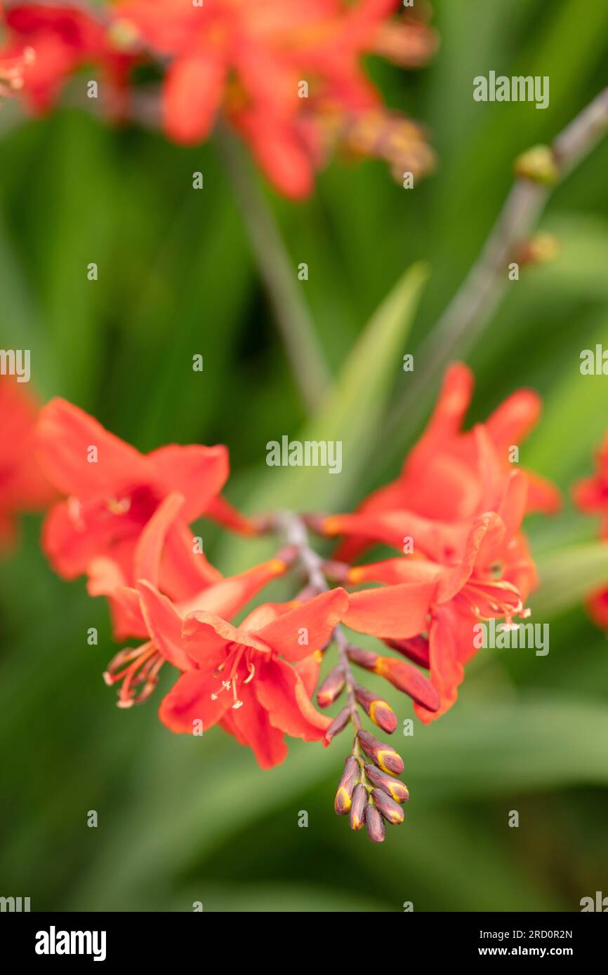 Natural close up flowering plant portrait of the stunningly beautiful