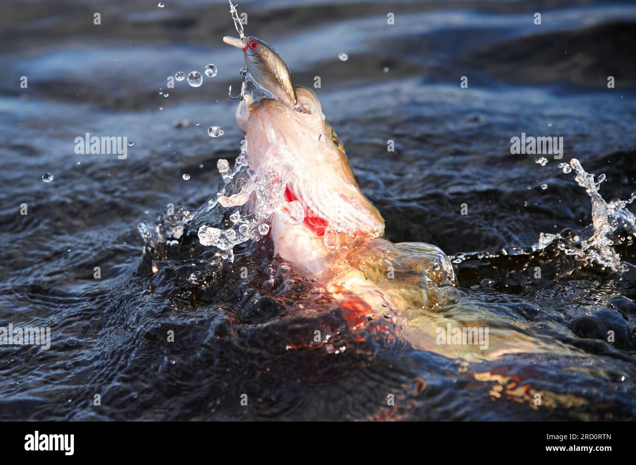 Nokia, Finland - July 15, 2023: Hooked European perch jumping and fighting in a lake caught with a wobbler lure by fisherman in Western Finland in Jul Stock Photo