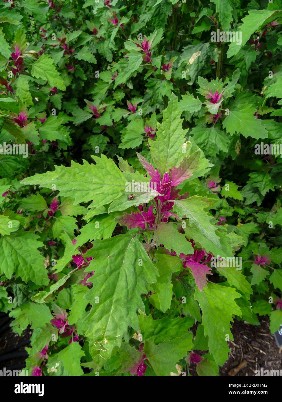 Natural close up food plant portrait of Chenopodium Giganteum 'Tree Spinach’, in soft summer light. Stock Photo