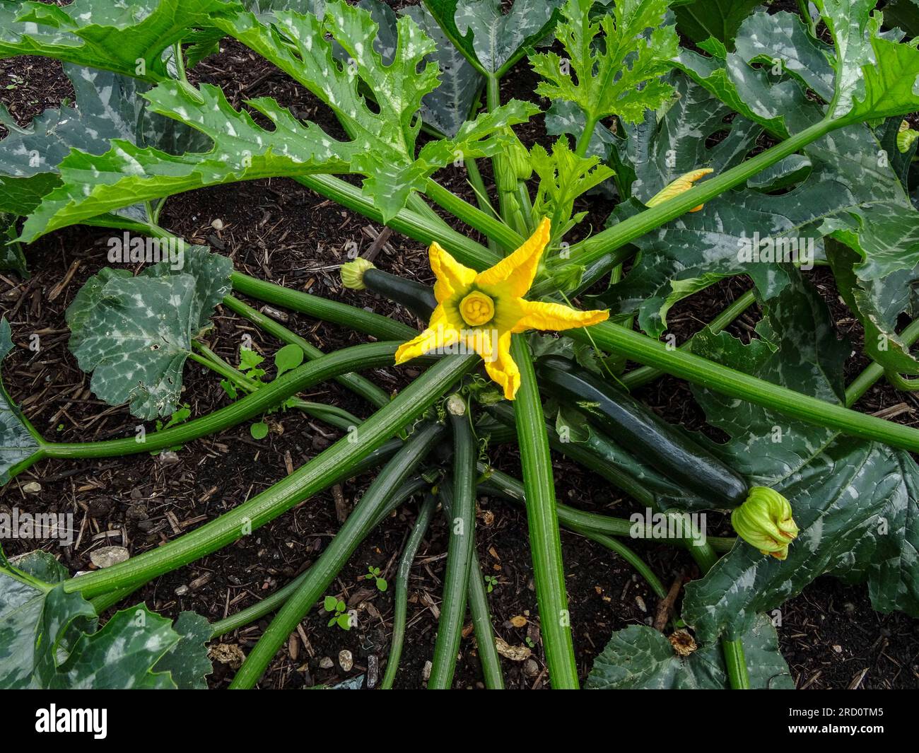 Exceptional Courgette 'Best of British’ plant and flowers in a garden