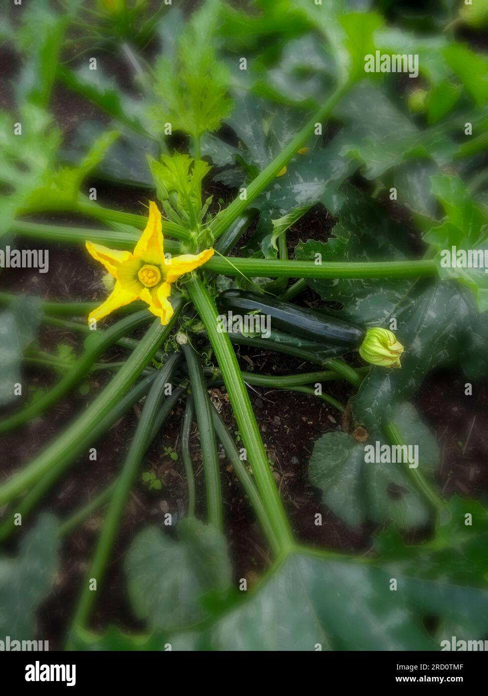 Exceptional Courgette 'Best of British’ plant and flowers in a garden