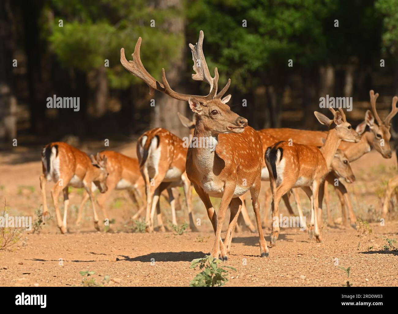 Male fallow deer walking in the forest. Stock Photo