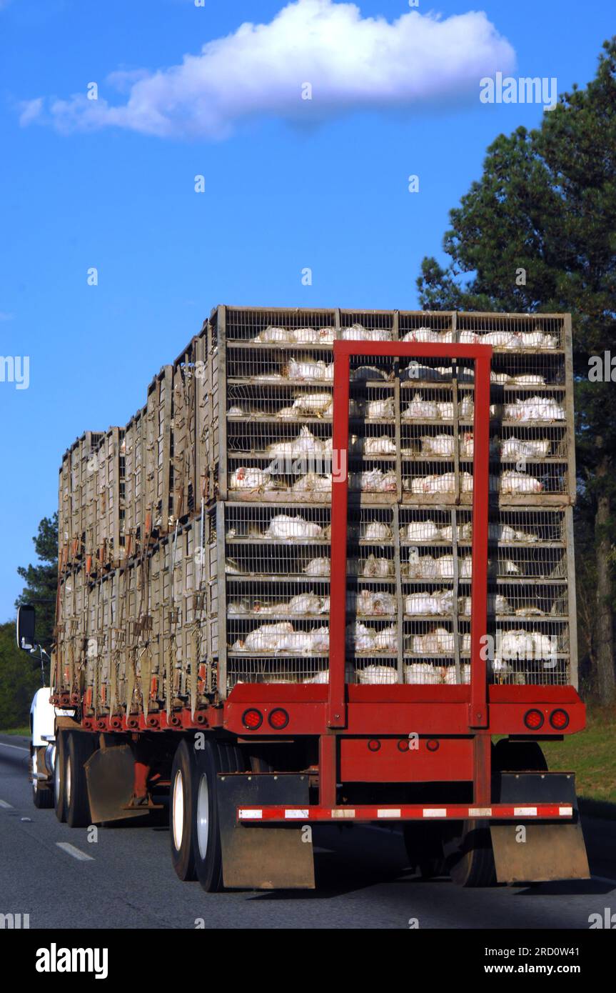 Eighteen Wheeler hauls its latest catch, a batch of chickens from a