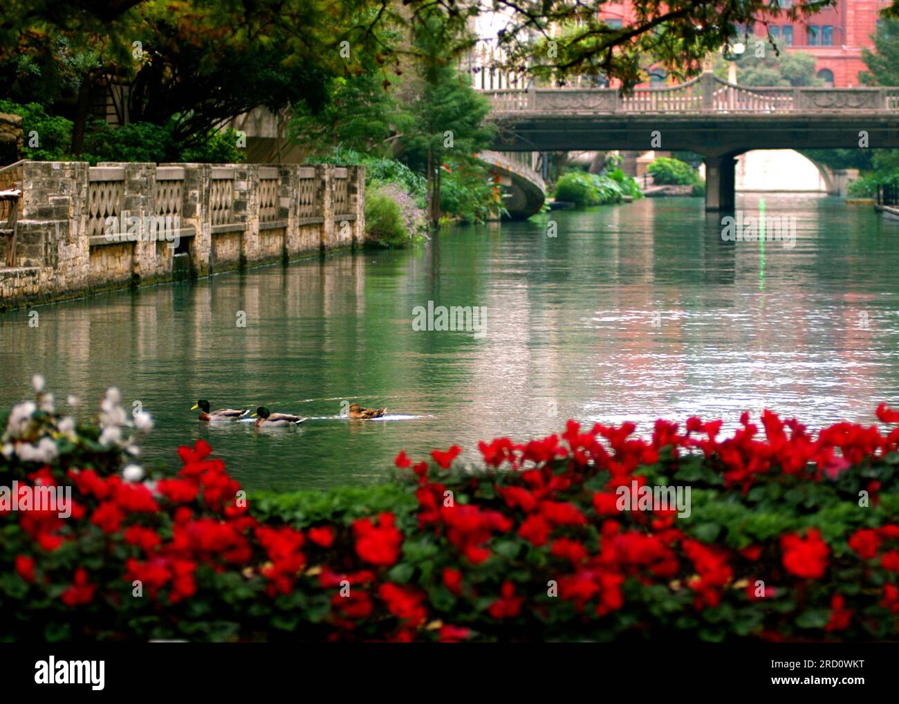 Three Mallard ducks glide over the surface of the San Antonio River
