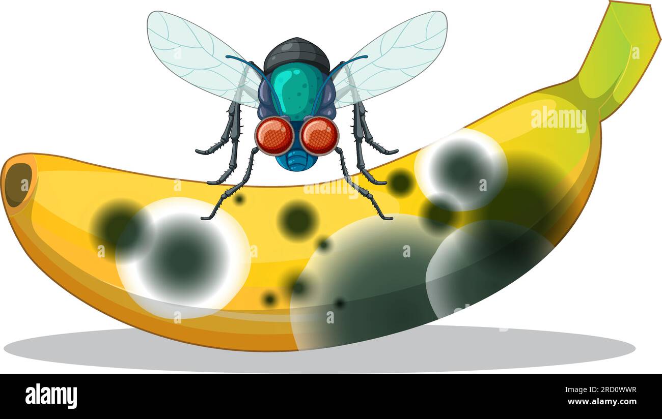 banana with smiley flies illustration Stock Vector Image