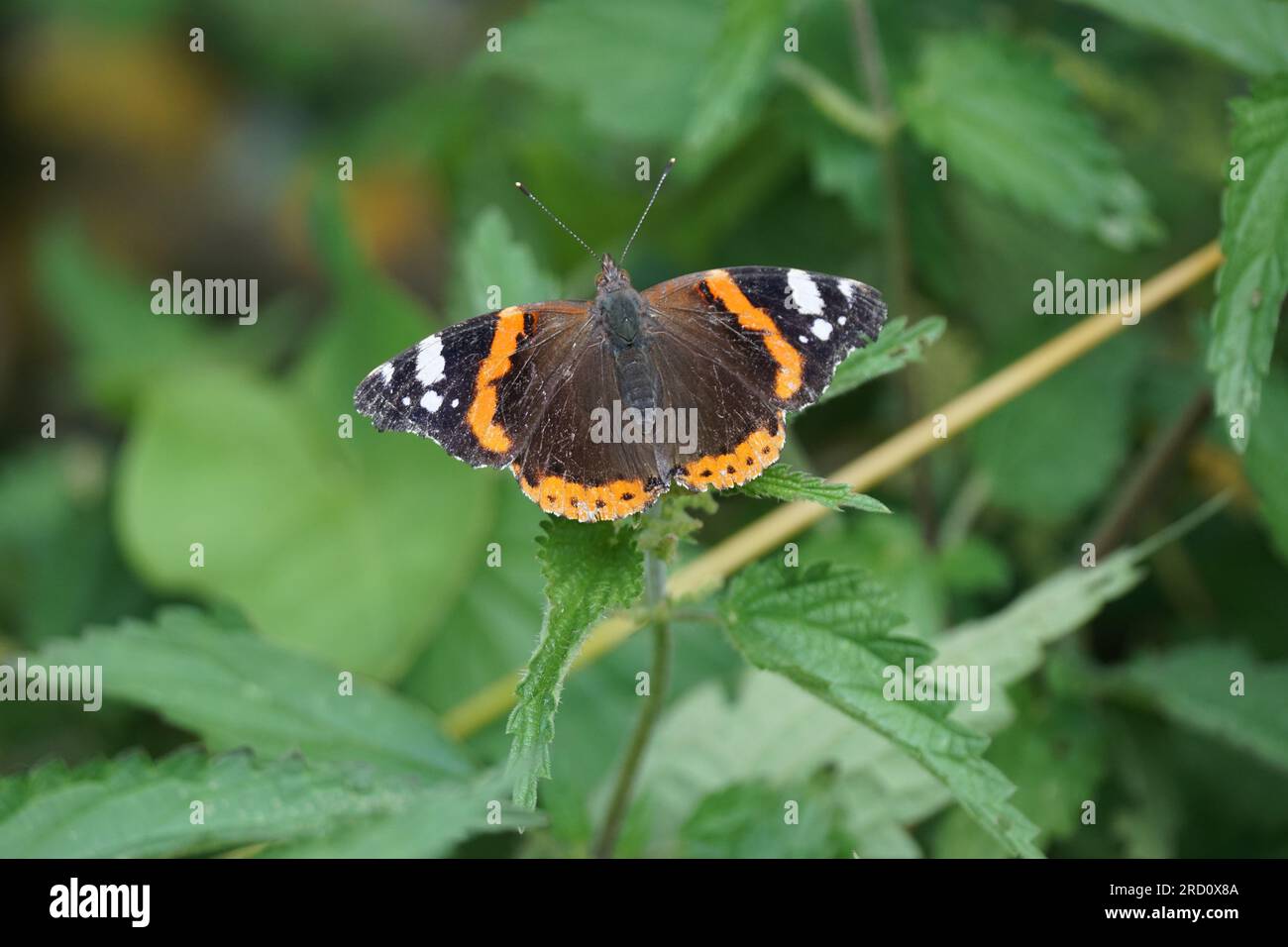 Red Admiral butterfly ( vanessa atalanta) on a nettle, UK Stock Photo