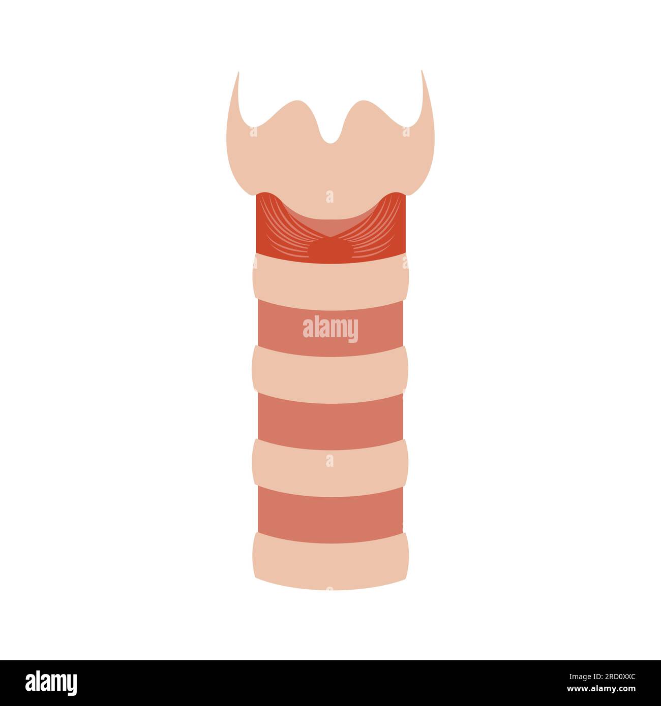 Human trachea airway tube medical diagram icon Stock Vector