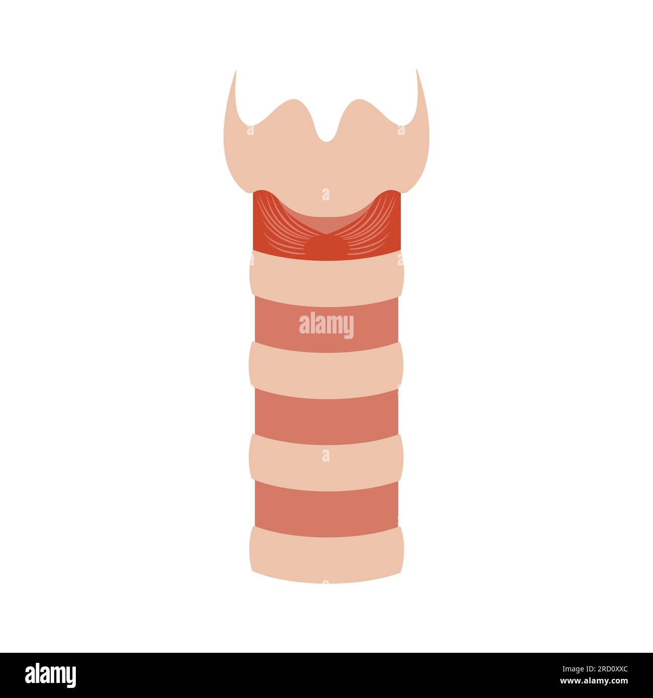 Human trachea icon. Tracheal tube anatomy and function. Tracheitis and