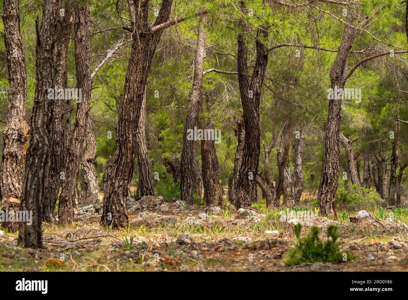 Trees in the forest and bark trees in Turkey Stock Photo