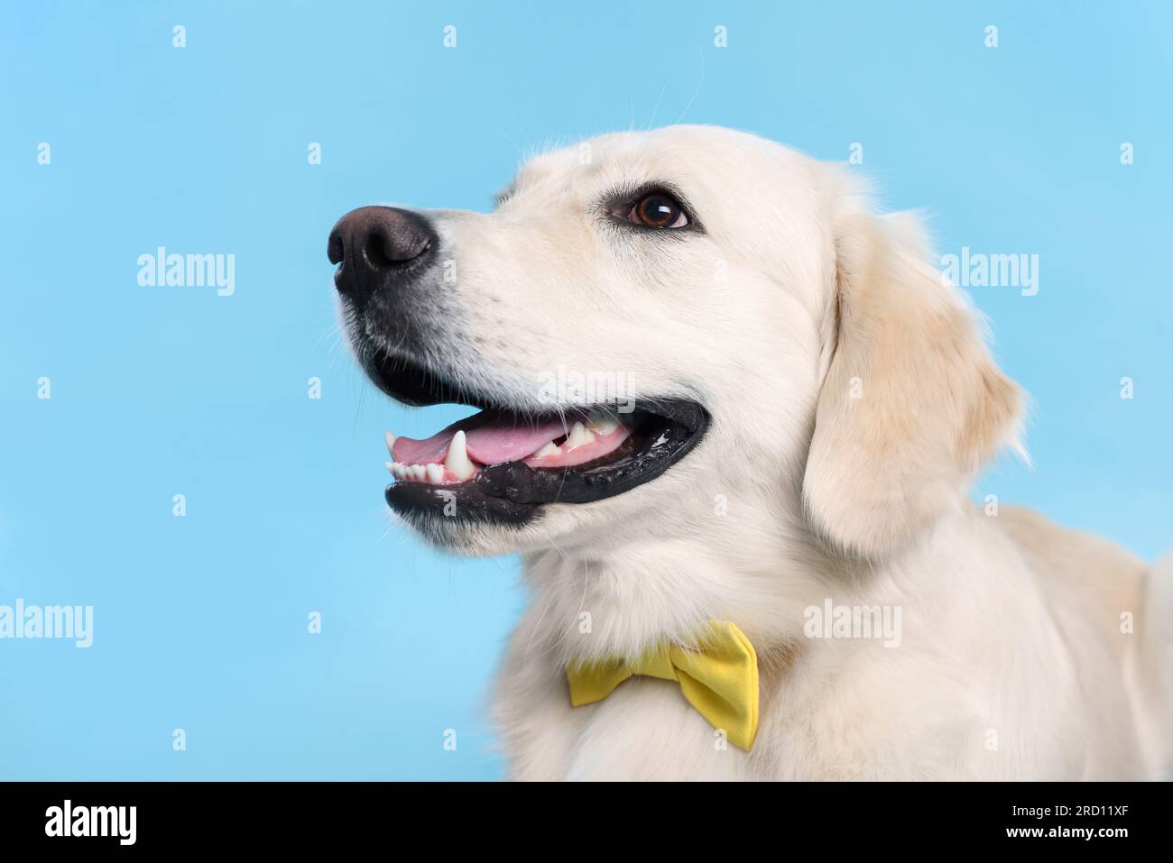 Cute Labrador Retriever with stylish bow tie on light blue background ...