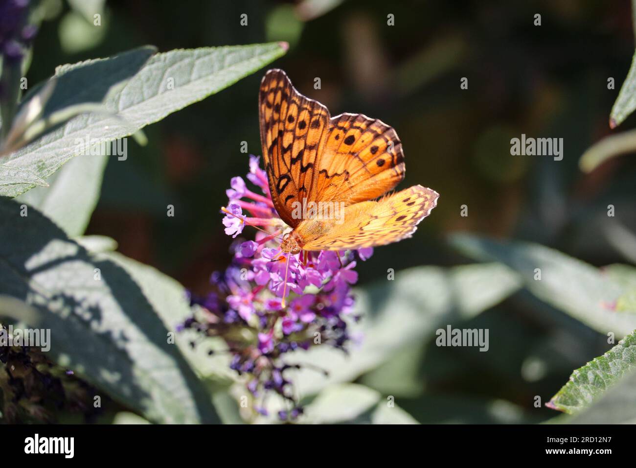 Variegated fritillary or Euptoieta claudia feeding on butterfly bush flowers at the Payson College in Arizona. Stock Photo