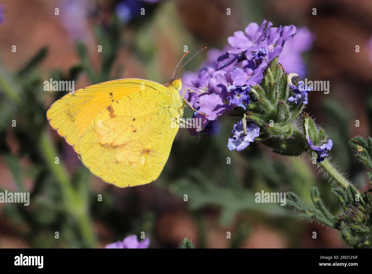 Sleepy orange or Abaeis nicippe feeding on mock vervain flowers at the Payson College trail in Arizona. Stock Photo
