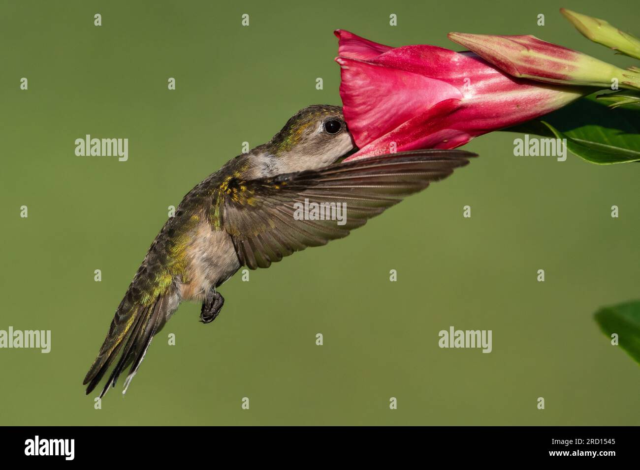 A rubythroated hummingbird gathering nectar from a mandevilla flower