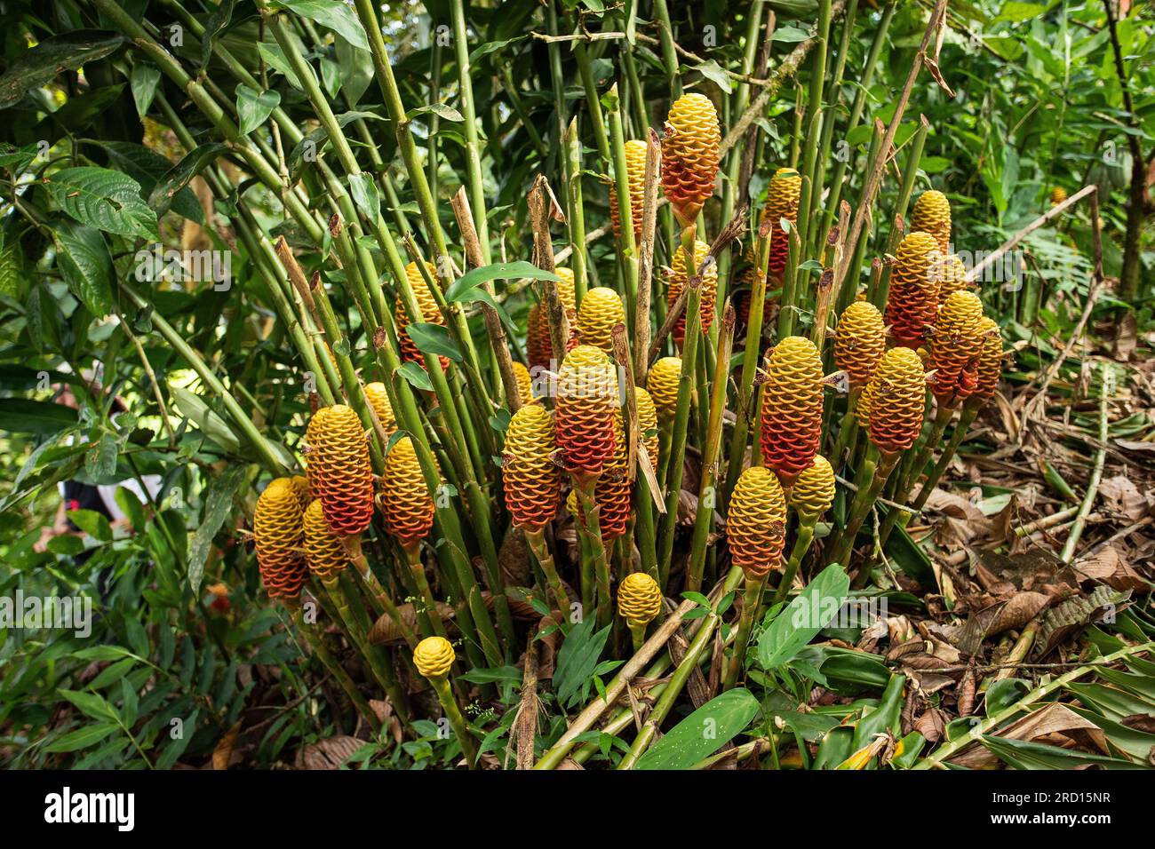 Exotic flower of Zingiber spectabile - Heliconia in the garden Stock ...