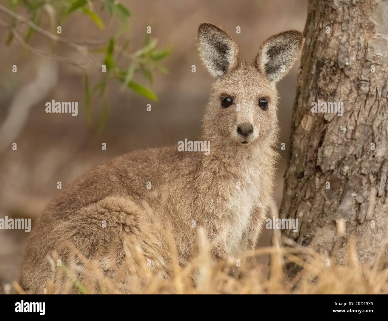 The Eastern Grey Kangaroo is an iconic marsupial mammal and roams freely in Australia. Stock Photo