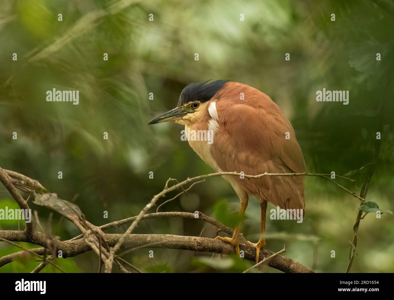 Nankeen Night-heron (Nycticorax caledonicus) is a compact heron with large head and stooped posture. Breeds in colonies, often with egrets. Stock Photo