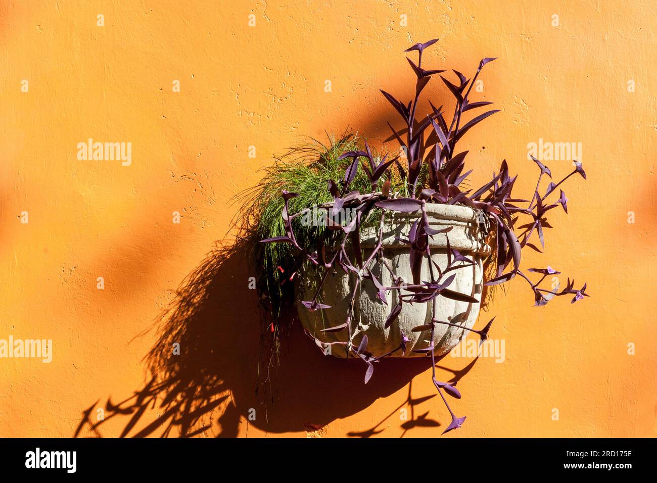 Photo of a small planter on an yellow wall in the sun photographed in Mexico Stock Photo
