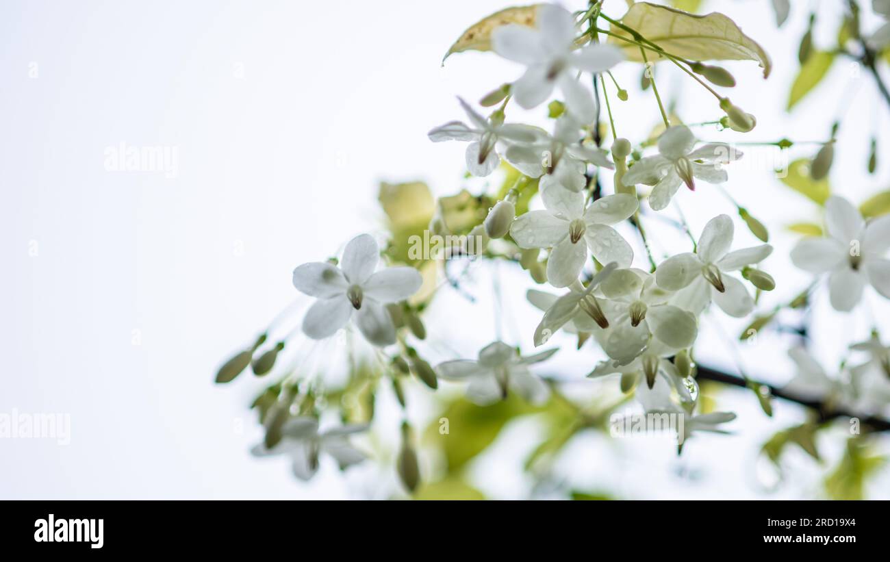 Wild Water Plum with water droplets in rainy season in Thailand with ...