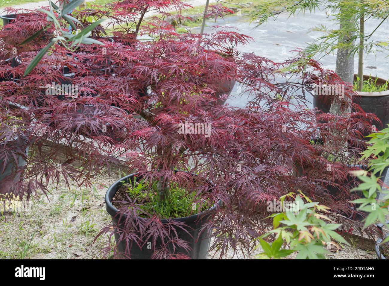 laceleaf japanese maple acer dissectum garnet potted with red leaves ...