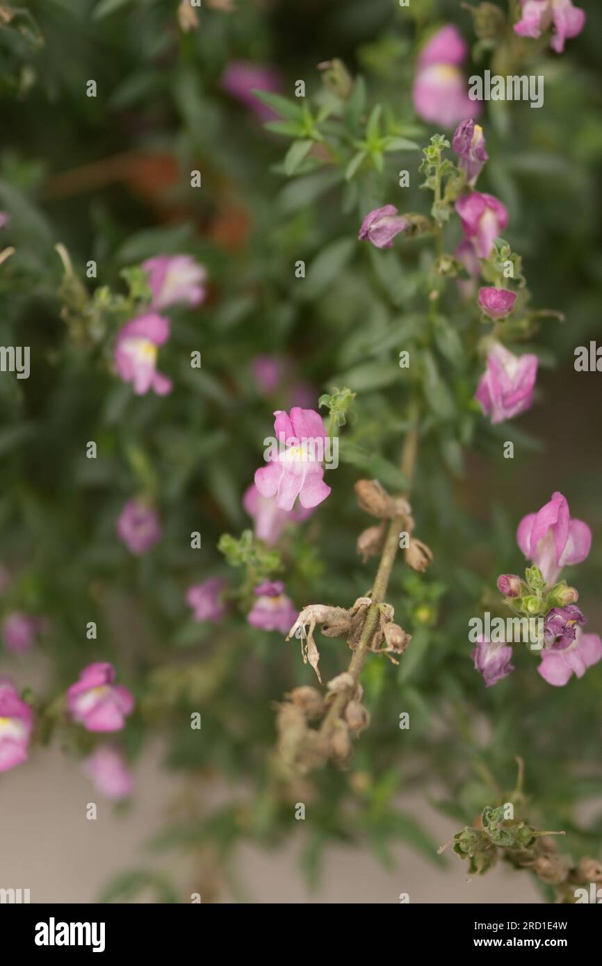 Greenvines hires stock photography and images Alamy