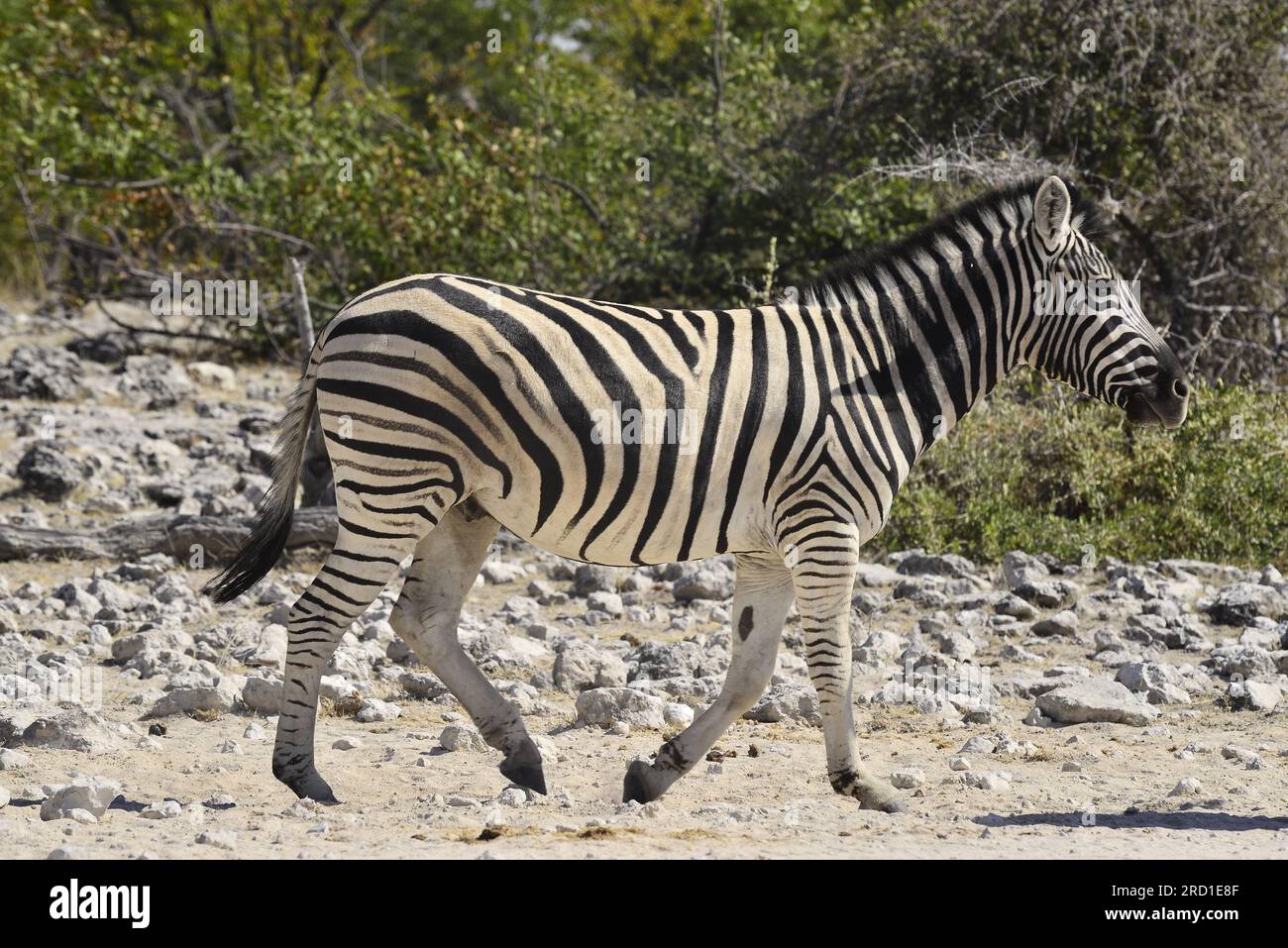 Zebra at Goas waterhole, Etosha National Park, Namibia Stock Photo - Alamy