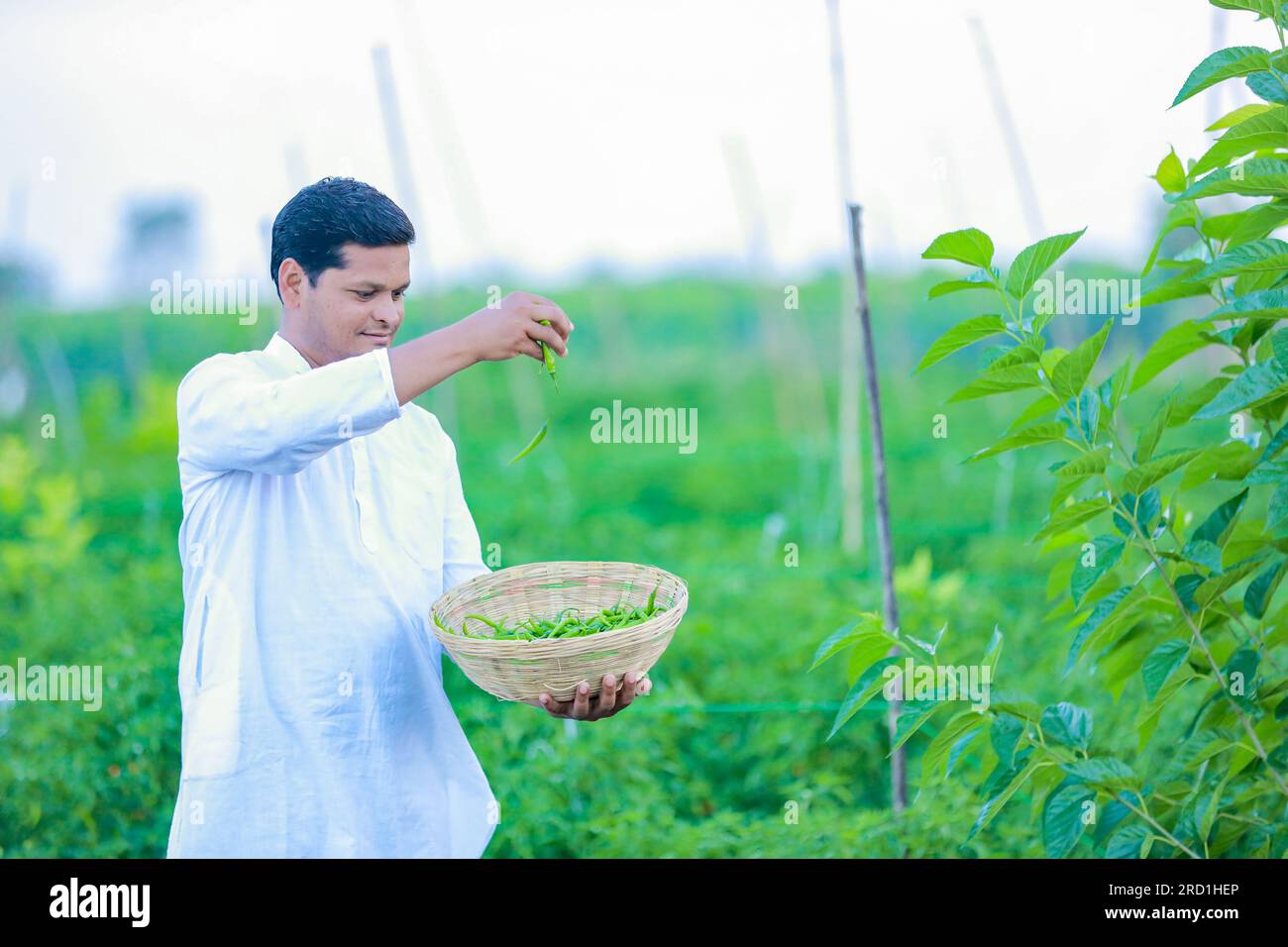 Happy Indian farmer, holding green chilli in hands Stock Photo - Alamy