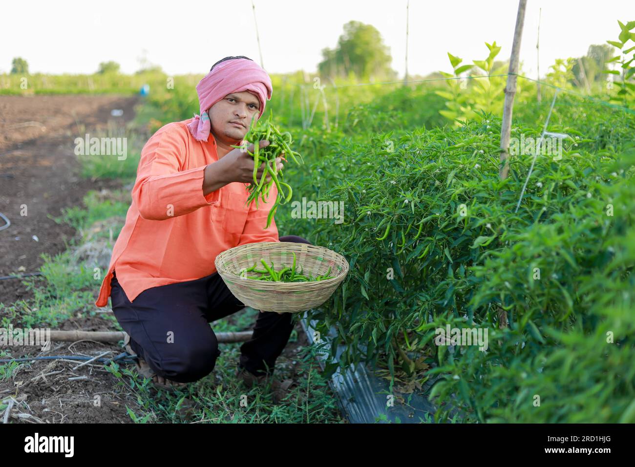 Happy Indian farmer, holding green chilli in hands Stock Photo - Alamy